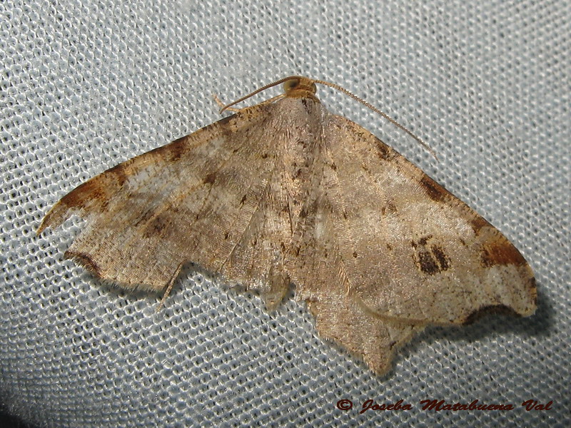 Macaria notata - Geometridae